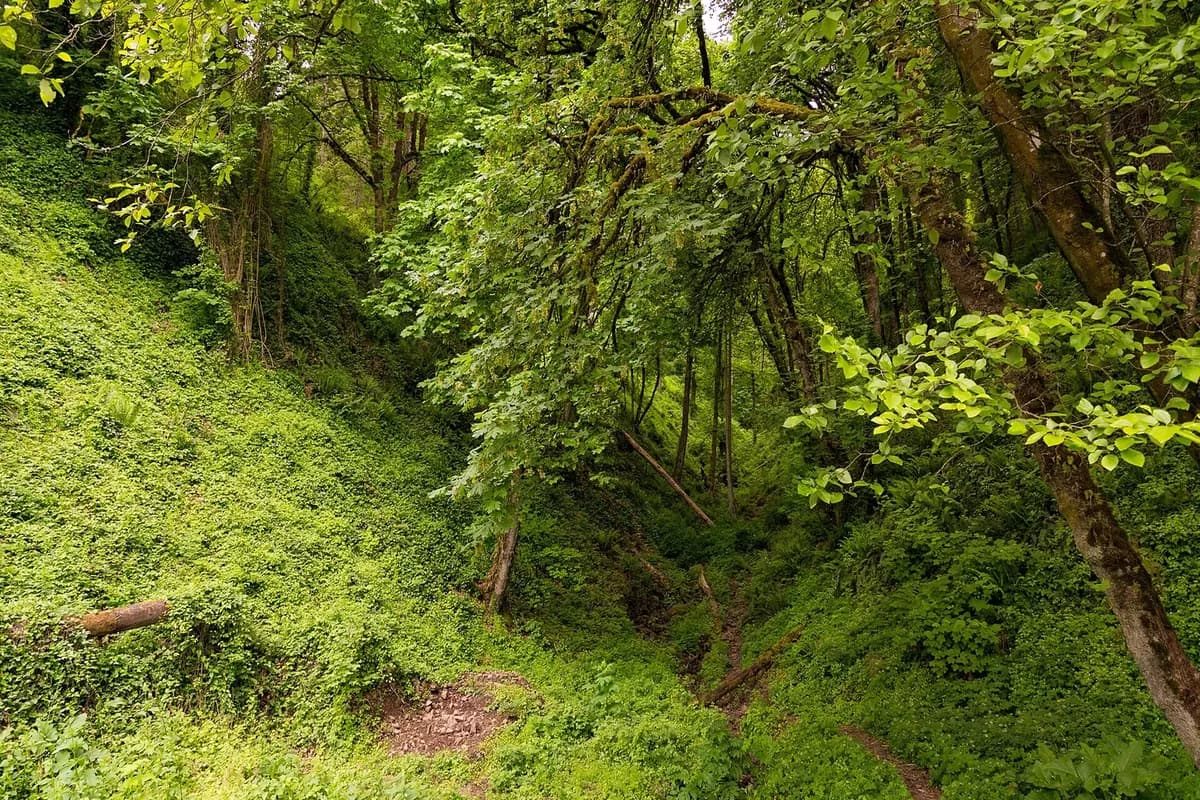 Forest Park / City Nature